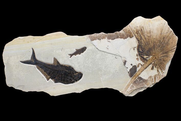 Wide Fossil Fish & Palm Mural - Green River Formation, Wyoming #174921